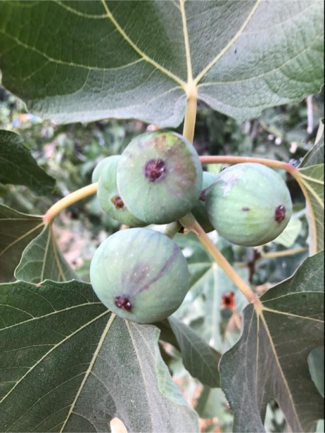 Unripened figs in the Hinnom Valley, just west of the old city of Jerusalem. Figs are technically not a fruit, but rather an inverted cluster of flowers. They require fertilization by a type of wasp. The female wasp crawls inside of the fig while covered in pollen, and dies. The dead wasp is then absorbed into the fig. Photo by John Buckner