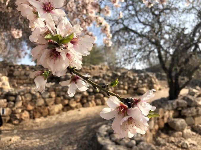 In Israel, the almond tree is a herald of spring, since it is the first tree to blossom. What is the Significance of Almonds in the Bible? Almond blossoms with the ruins of ancient Shiloh in the background. Almonds were among the gifts that Jacob sent with his sons to give to the ruler of Egypt, whom he later learned was his lost son Joseph. Bethel, the house of God, was previously called Luz, another word for almond. The word luz is still used by Arabs and Kurdish Jews for almonds. Photo by John Buckner