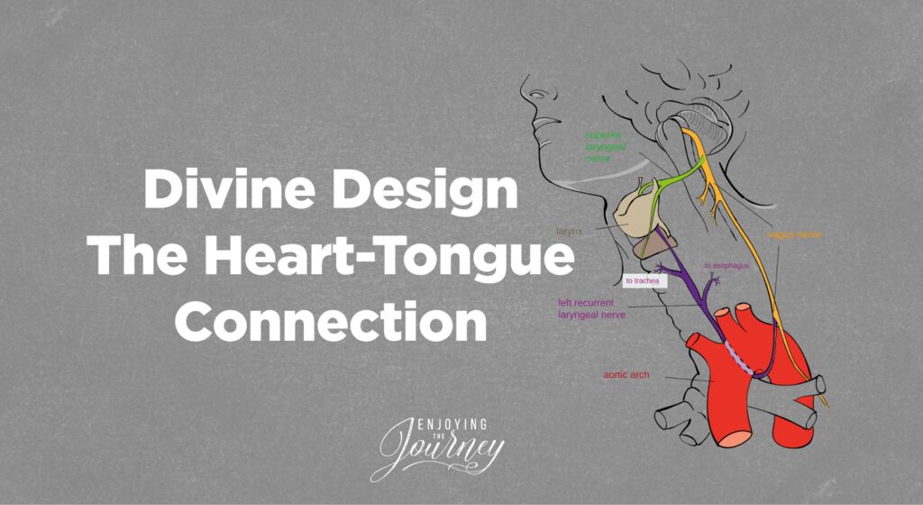 There is a divine design in the connection between our tongue and our heart. Study the Scriptures that teach this fascinating truth.