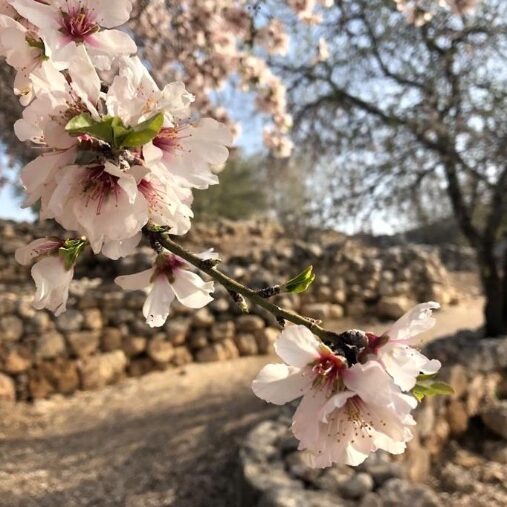In Israel, the almond tree is a herald of spring, since it is the first tree to blossom. What is the Significance of Almonds in the Bible? Almond blossoms with the ruins of ancient Shiloh in the background. Almonds were among the gifts that Jacob sent with his sons to give to the ruler of Egypt, whom he later learned was his lost son Joseph. Bethel, the house of God, was previously called Luz, another word for almond. The word luz is still used by Arabs and Kurdish Jews for almonds. Photo by John Buckner