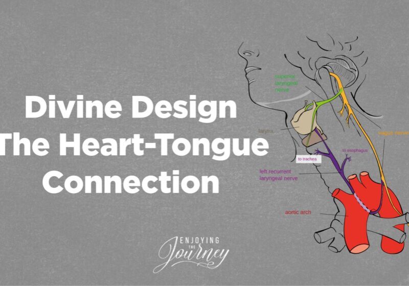 There is a divine design in the connection between our tongue and our heart. Study the Scriptures that teach this fascinating truth.