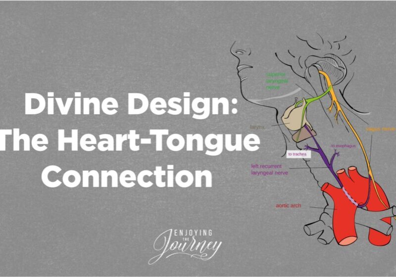 Recurrent Laryngeal Nerve