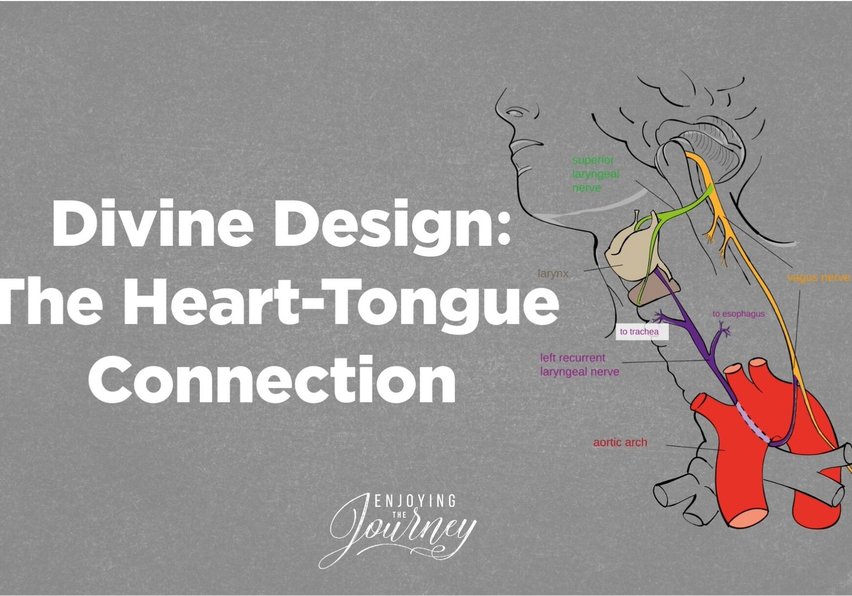 Recurrent Laryngeal Nerve