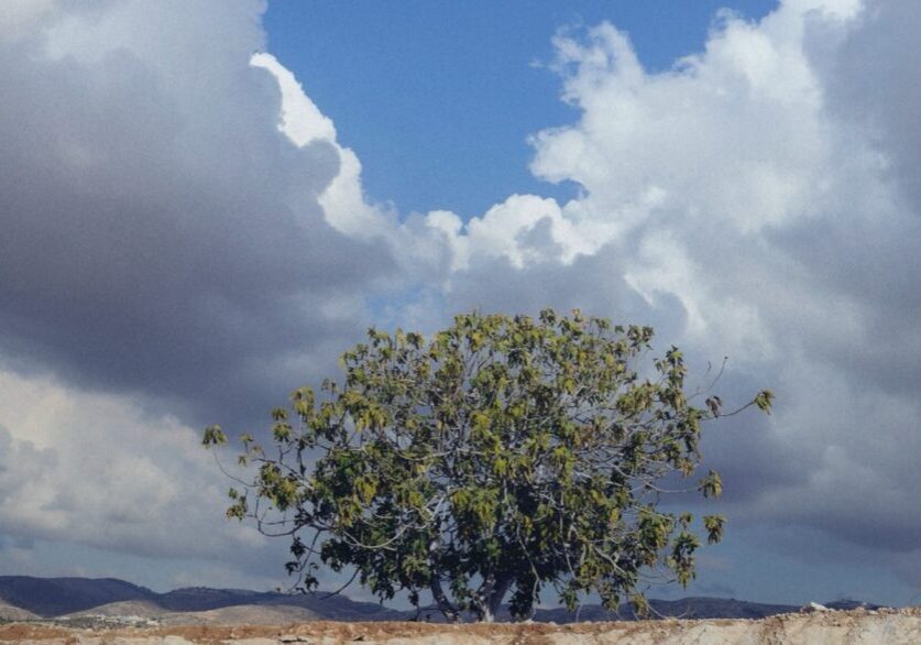 “Jesus saw Nathanael coming to him, and saith of him, Behold an Israelite indeed, in whom is no guile! Nathanael saith unto him, Whence knowest thou me? Jesus answered and said unto him, Before that Philip called thee, when thou wast under the fig tree, I saw thee.” (John 1:47-48)