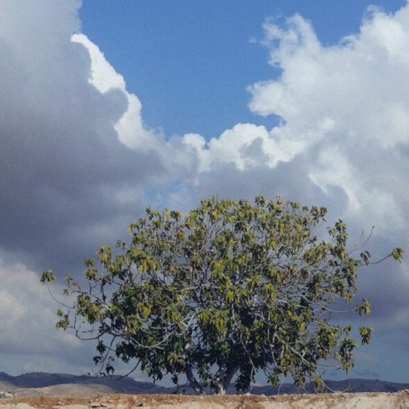 “Jesus saw Nathanael coming to him, and saith of him, Behold an Israelite indeed, in whom is no guile! Nathanael saith unto him, Whence knowest thou me? Jesus answered and said unto him, Before that Philip called thee, when thou wast under the fig tree, I saw thee.” (John 1:47-48)