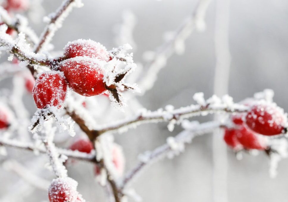 Fruitful winter