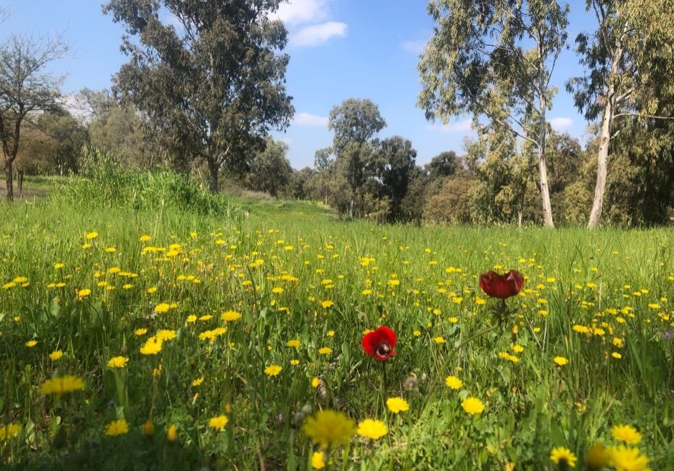 Gerar is known today as Tel Haror, and has been excavated repeatedly. Among the finds are a temple dedicated to pagan animal sacrifices. In ancient times Gerar was an important point on the road that ran from Beersheba to Gaza on the coast. Photo by John Buckner. In Genesis 20, Abraham lies in Gerar by saying Sarah was his sister, not his wife. In contrast, the heathen Abimelech behaves with dignity.