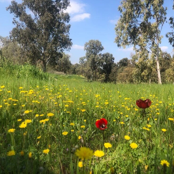Gerar is known today as Tel Haror, and has been excavated repeatedly. Among the finds are a temple dedicated to pagan animal sacrifices. In ancient times Gerar was an important point on the road that ran from Beersheba to Gaza on the coast. Photo by John Buckner. In Genesis 20, Abraham lies in Gerar by saying Sarah was his sister, not his wife. In contrast, the heathen Abimelech behaves with dignity.