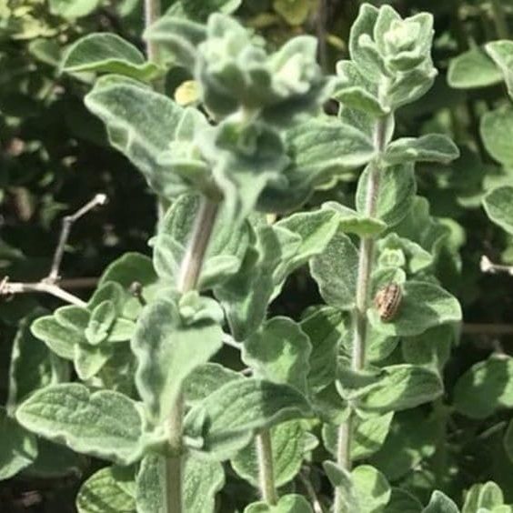 God told them to tie ezov, known as hyssop in bunches and use it as a brush to apply blood to the doorposts during the climactic events of the Exodus. Hyssop in the Bible. Hyssop in Psalm 51