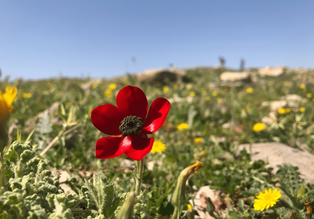 Wildflowers in biblical Moab. When she came back to Bethlehem, Naomi used some Hebrew wordplay. She said that “the Almighty hath dealt very bitterly with me.” (1:20)  The Hebrew word she used for Almighty, שַׁדַּי is very close to the word used in verse 1:1 for “the country,” שְׂדֵי. In this way, the reader understands the true origin of Naomi’s bitter dealings: the country of Moab.
Photo by John Buckner
