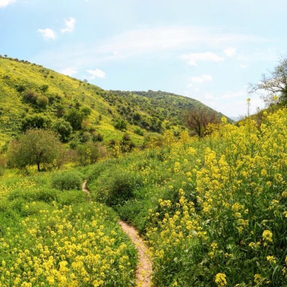 Mustard Seeds and Mulberries. Jesus used the black mulberry tree to warn against resentment. When it comes, asking Christ for help in faith (as a Mustard Seed) will uproot it.