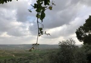 Sorek Valley, The name Sorek is believed to come from the name of a grape variety, the noble vine. Photo by John Buckner