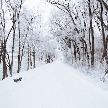 ali-inay-2273-unsplash