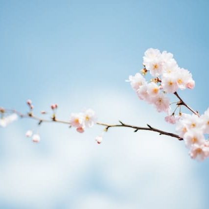 anthony-delanoix-222456-unsplash