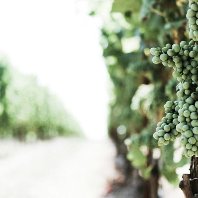 The family of God, believers grafted in to the family of God, grafted into the family of God.