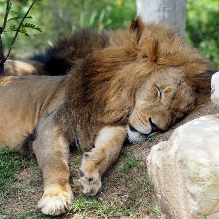 the devil, opposition from the devil, satan, the devil as a roaring lion