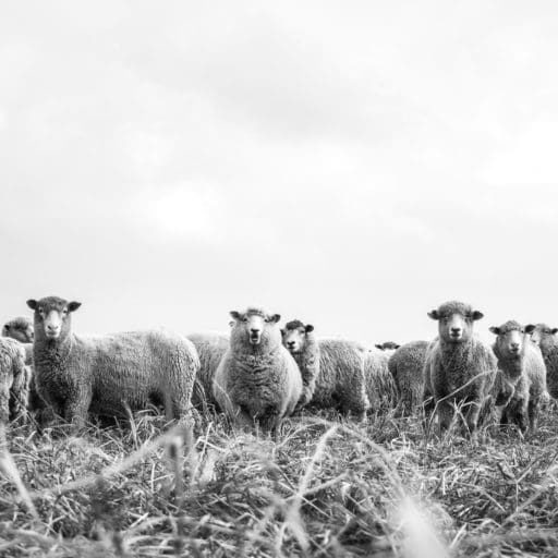 mehdi-genest-o8afl8Q1ZGk-unsplash-768x512